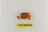 藏品(肉球近方蟹)的圖片